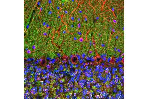 Confocal image of adult rat cerebellum stained with VILIP / VSNL1 antibody (green), chicken polyclonal antibody to MAP2(red) and DNA (blue). (VSNL1 anticorps)