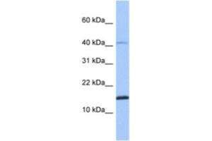 Western Blotting (WB) image for anti-Sperm Associated Antigen 11B (SPAG11B) antibody (ABIN2463598) (SPAG11B anticorps)