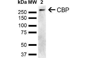 Western blot analysis of Human Cervical cancer cell line (HeLa) lysate showing detection of ~265. (CBP anticorps  (AA 2100-2200))
