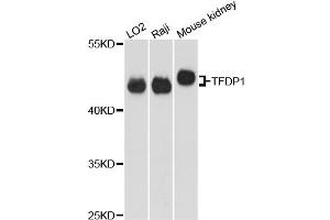 Western blot analysis of extracts of various cell lines, using TFDP1 antibody (ABIN5973148) at 1:3000 dilution. (DP1 anticorps)
