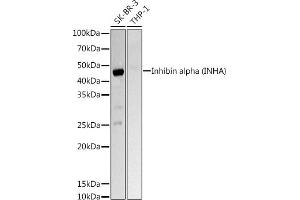 Western blot analysis of extracts of various cell lines, using Inhibin alpha (INHA) Rabbit pAb antibody (ABIN6128093, ABIN6142457, ABIN6142458 and ABIN6218833) at 1:1000 dilution. (Inhibin alpha anticorps  (AA 19-366))