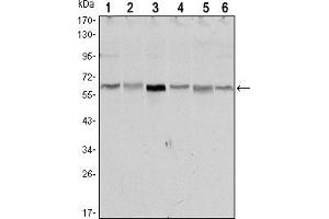 Western blot analysis using STK11 mouse mAb against NIH/3T3 (1),Raw246. (LKB1 anticorps)