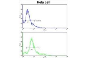 Flow Cytometry (FACS) image for anti-3-Hydroxy-3-Methylglutaryl-CoA Synthase 1 (Soluble) (HMGCS1) antibody (ABIN3002732)