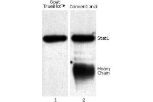 Goat TrueBlot® IP / Western Blot: Jurkat cell lysate (0. (Chévre TrueBlot® Anti-Chévre IgG HRP )