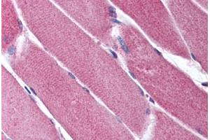 anti-ORAI Calcium Release-Activated Calcium Modulator 2 (ORAI2) (C-Term) antibody