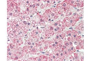 Anti-PLOD2 antibody IHC staining of human adrenal. (PLOD2 anticorps  (AA 467-516))