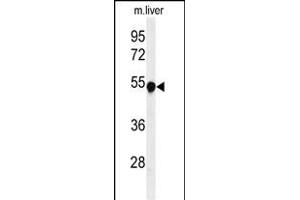 Western blot analysis of H Antibody (Center) (ABIN651111 and ABIN2840077) in mouse liver tissue lysates (35 μg/lane). (Phenylalanine Hydroxylase anticorps  (AA 132-161))
