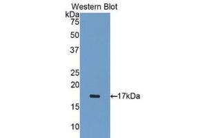 Western Blotting (WB) image for anti-ADAM Metallopeptidase with Thrombospondin Type 1 Motif, 1 (ADAMTS1) (AA 476-614) antibody (ABIN1077723) (ADAMTS1 anticorps  (AA 476-614))