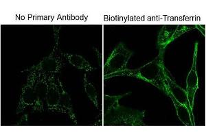 anti-Biotin antibody