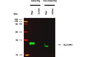 anti-MHC Class II HLA-DR1 (HLA-DR1) antibody