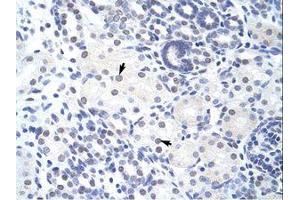 Image no. 1 for anti-Zinc Finger and BTB Domain Containing 38 (ZBTB38) (N-Term) antibody (ABIN203007) (ZBTB38 anticorps  (N-Term))