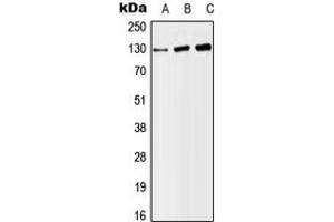 Western blot analysis of SAP130 expression in HeLa (A), SP2/0 (B), H9C2 (C) whole cell lysates.