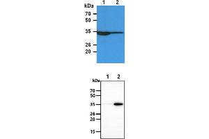 The Cell lysates (40ug) were resolved by SDS-PAGE, transferred to PVDF membrane and probed with anti-human TP53I3 antibody (1:3000).