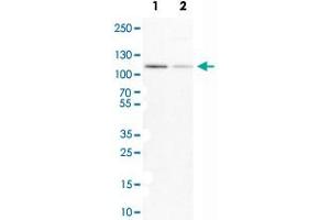 Western Blot analysis of Lane 1: NIH-3T3 cell lysate (mouse embryonic fibroblast cells) and Lane 2: NBT-II cell lysate (Wistar rat bladder tumor cells) with MCM3 polyclonal antibody . (MCM3 anticorps)