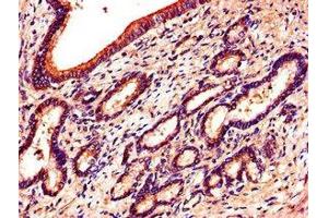 Immunohistochemistry of paraffin-embedded human pancreatic tissue using ABIN7151870 at dilution of 1:100
