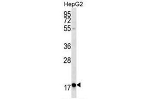 RPL15 Antibody (N-term) western blot analysis in HepG2 cell line lysates (35µg/lane). (RPL15 anticorps  (N-Term))