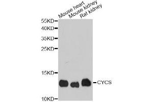Western blot analysis of extracts of various cell lines, using CYCS antibody (ABIN1872147) at 1:1000 dilution. (Cytochrome C anticorps)