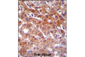 CYP1A2 Antibody immunohistochemistry analysis in formalin fixed and paraffin embedded human liver tissue followed by peroxidase conjugation of the secondary antibody and DAB staining. (CYP1A2 anticorps  (AA 255-282))