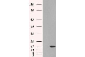 HEK293 overexpressing SH2D1A (ABIN5457766) and probed with ABIN185514 (mock transfection in first lane).