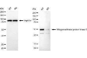 Western blotting analysis using mitogen-activated protein kinase 9 antibody (ABIN7799458). (JNK2 anticorps)