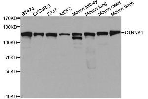 Western blot analysis of extracts of various cell lines, using CTNNA1 antibody. (CTNNA1 anticorps  (AA 637-906))