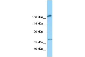 WB Suggested Anti-Megf6 Antibody Titration: 1. (MEGF6 anticorps  (Middle Region))