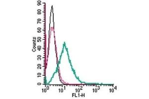 Cell surface detection of GPR37L1 by indirect flow cytometry in live intact mouse BV-2 microglia cell line: (black line) Cells.
