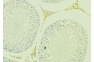 ABIN6277394 at 1/100 staining Mouse testis tissue by IHC-P.