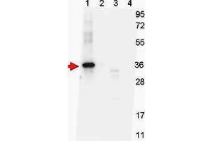 Western blot shows detection of recombinant NAG-1 protein present in Pichia pastoris whole cell lysates: lane 1 - yeast cell lysate expressing NAG-1 H variant with SUMO expression tag at 36 kDa; lane 2 - yeast cell lysate expressing NAG-1 D variant with SUMO expression tag at 36 kDa; lane 3 - yeast cell lysate expressing NAG-1 H variant; and lane 4 - yeast cell lysate expressing NAG-1 D variant. (NAG-1 H Variant (N-Term) anticorps)