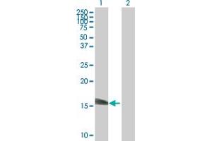 Western Blot analysis of SSNA1 expression in transfected 293T cell line by SSNA1 MaxPab polyclonal antibody. (SSNA1 anticorps  (AA 1-119))