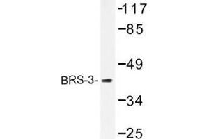 Image no. 1 for anti-Bombesin-Like Receptor 3 (BRS3) antibody (ABIN317729) (BRS3 anticorps)