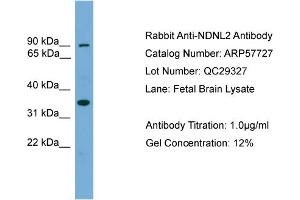 WB Suggested Anti-NDNL2  Antibody Titration: 0. (Necdin-Like 2 anticorps  (Middle Region))