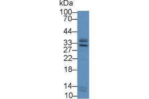 Western Blot; Sample: Human Liver lysate; Primary Ab: 2µg/mL Rabbit Anti-Human ICAM4 Antibody Second Ab: 0.