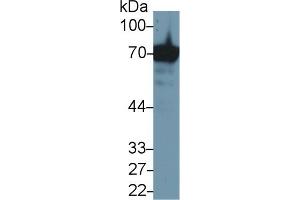 Detection of HSPA1A in Human Jurkat cell lysate using Anti-Heat Shock 70 kDa Protein 1A (HSPA1A) Monoclonal Antibody (HSP70 1A anticorps  (AA 285-641))