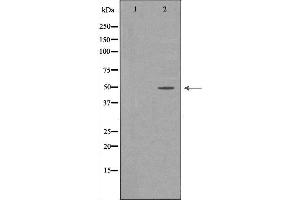 Western blot analysis of extracts of HepG2, using CFH antibody. (Complement Factor H anticorps  (N-Term))