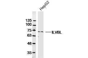 HepG2 lysates probed with ILVBL Polyclonal Antibody, Unconjugated  at 1:300 dilution and 4˚C overnight incubation. (ILVBL anticorps  (AA 301-400))