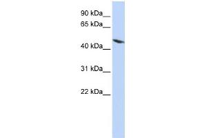WB Suggested Anti-TEKT4 Antibody Titration: 0. (Tektin 4 anticorps  (N-Term))