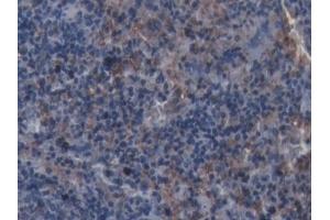 Detection of IBA1 in Rat Spleen Tissue using Monoclonal Antibody to Ionized Calcium-binding Adapter Molecule 1 (IBA1)