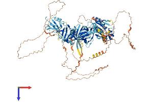 AlphaFold protein structure predicition of Human Recombinant TJP3 Protein, UniprotID O95049