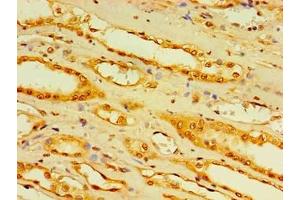 Immunohistochemistry of paraffin-embedded human kidney tissue using ABIN7158862 at dilution of 1:100