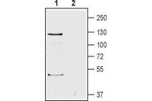 Western blot analysis of human HL-60 promyelocytic leukemia cell lysates: - 1.