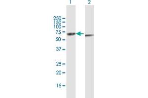 Western Blot analysis of KRT82 expression in transfected 293T cell line by KRT82 MaxPab polyclonal antibody. (Keratin 82 anticorps  (AA 1-513))