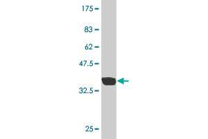 Western Blot detection against Immunogen (35.