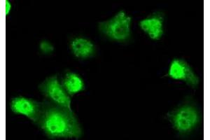 Anti-SRR mouse monoclonal antibody (ABIN2453685) immunofluorescent staining of COS7 cells transiently transfected by pCMV6-ENTRY SRR (RC210359). (SRR anticorps)