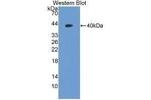 Western blot analysis of the recombinant protein. (NAP1L1 anticorps  (AA 2-289))