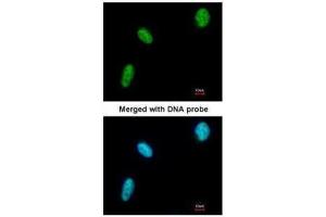 ICC/IF Image Immunofluorescence analysis of paraformaldehyde-fixed HeLa, using DDX39, antibody at 1:200 dilution.