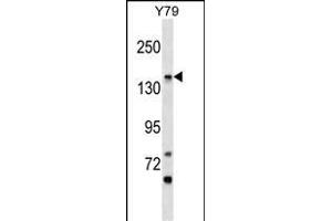 PIGO Antibody (C-term) (ABIN1537663 and ABIN2848907) western blot analysis in Y79 cell line lysates (35 μg/lane).