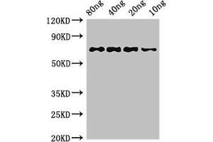 Western Blot Positive WB detected in Recombinant protein All lanes: htpG antibody at 3 μg/mL Secondary Goat polyclonal to rabbit IgG at 1/50000 dilution predicted band size: 72 kDa observed band size: 72 kDa (HtpG (AA 1-624) anticorps)