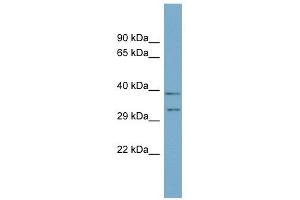 DPPA4 antibody used at 1 ug/ml to detect target protein. (DPPA4 anticorps  (N-Term))