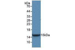 Detection of Recombinant VEGFC, Rat using Monoclonal Antibody to Vascular Endothelial Growth Factor C (VEGFC)